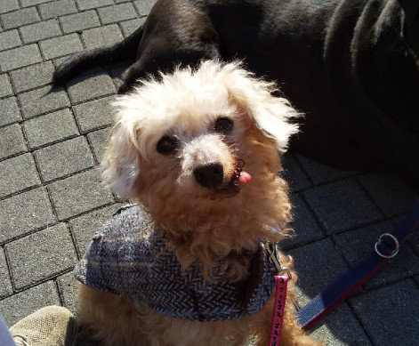 パートナー犬