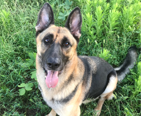 パートナー犬 