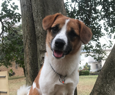 パートナー犬
