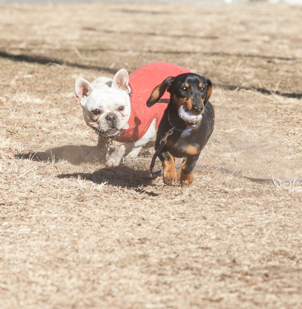 愛犬との絆を深めるお手伝い