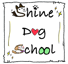 Shine Dog School