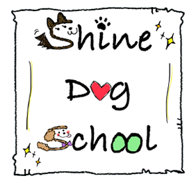 Shine Dog School